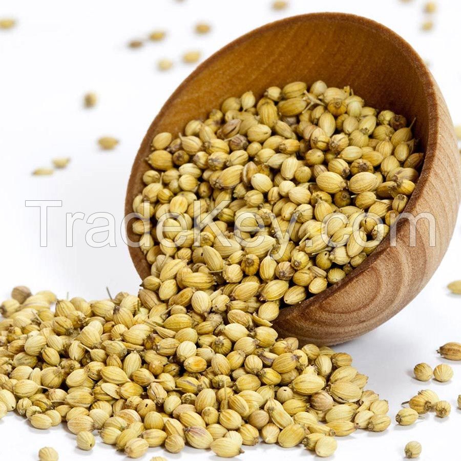 Coriander seeds or Coriander powder