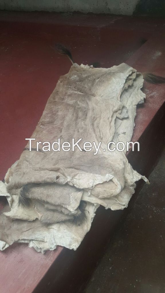 Wet and dry salted and Unsalted Donkey Hide