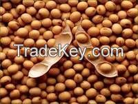 Pure and Quality Soyabeans Seed and Grains