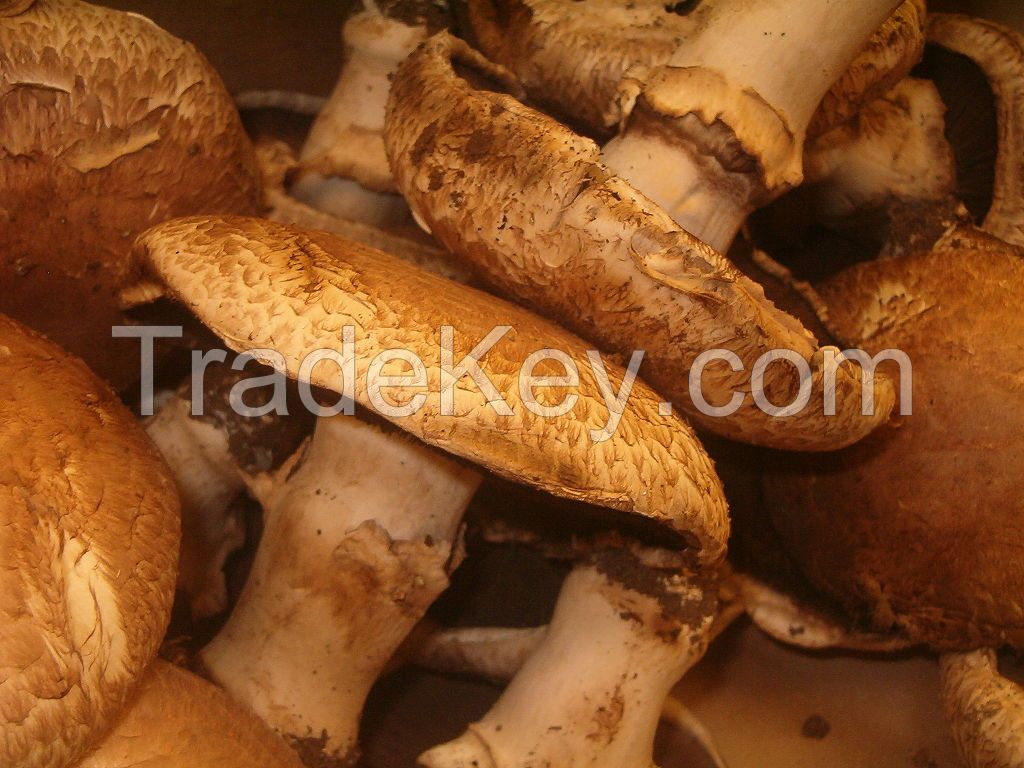 High Quality Dried Wild Matsutake/ Pine Mushroom