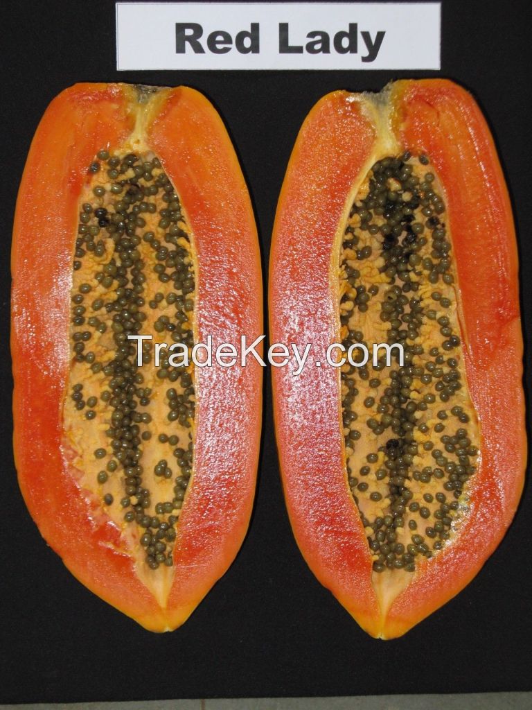 RED LADY PAPAYA