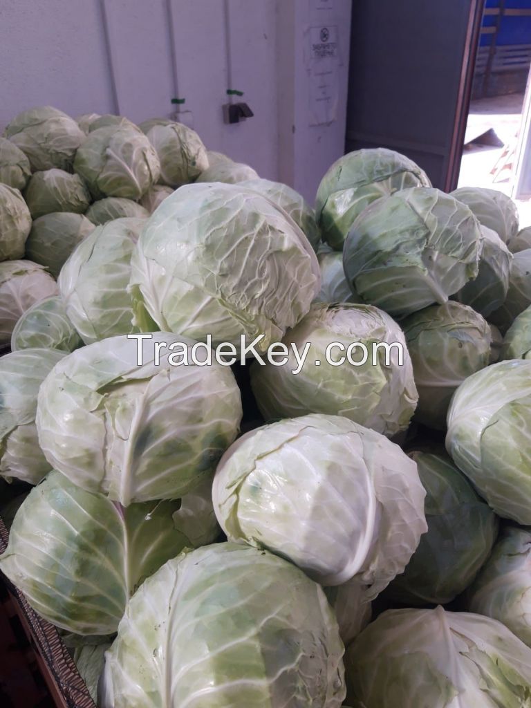 Fresh Cabbage Macedonia