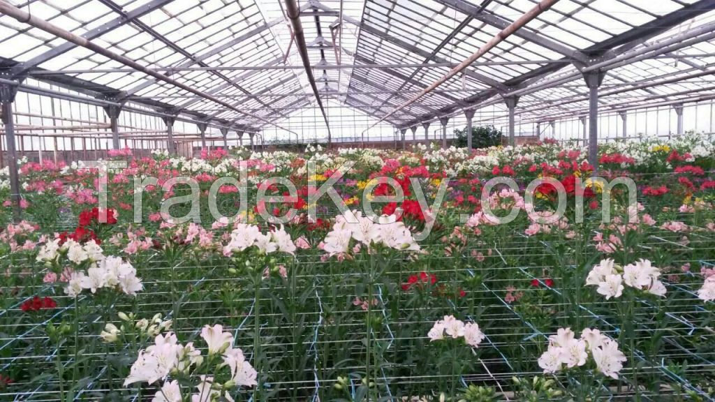 Planting material seedlings of rose gerbera alstromeria