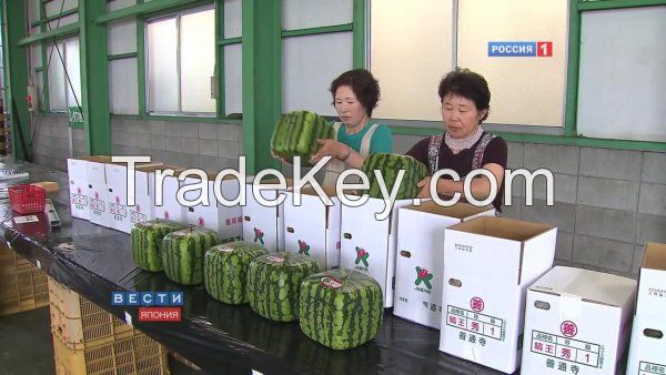 square shaped watermelon , heart shaped atermelon ,star shaped cucumber ,heart shaped cucumber