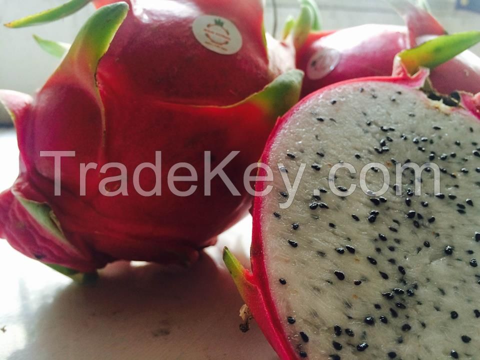 Fresh Dragon Fruit/Pitaya