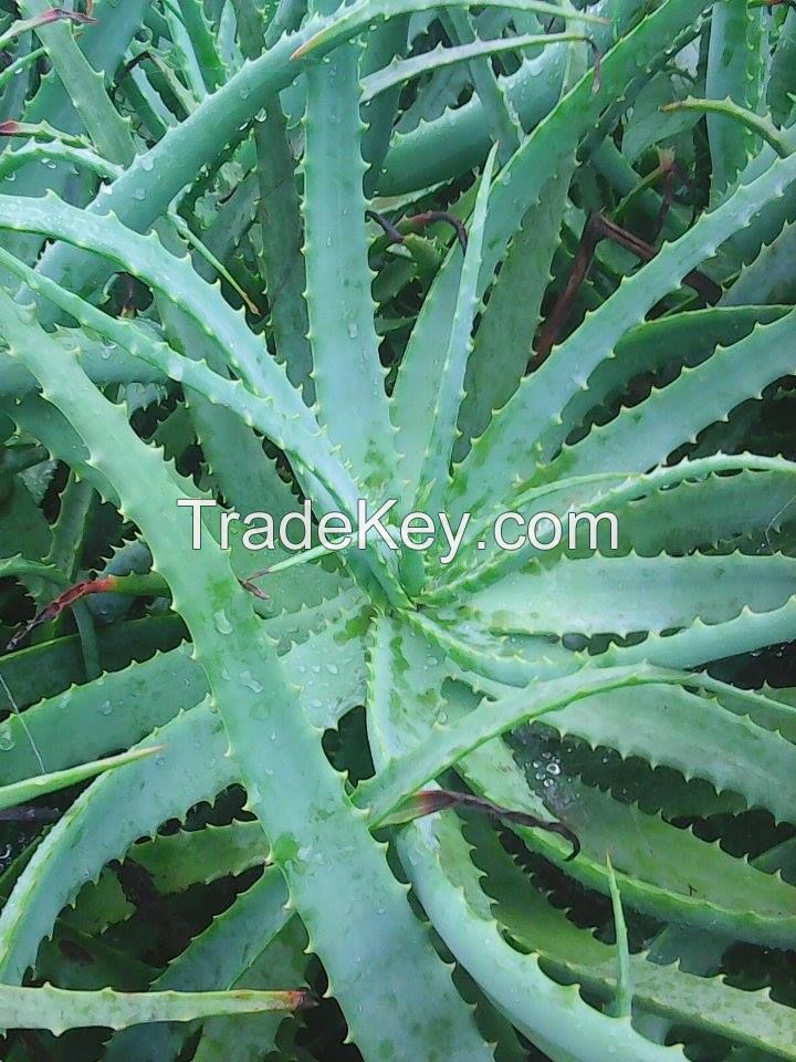 aloe arborescens