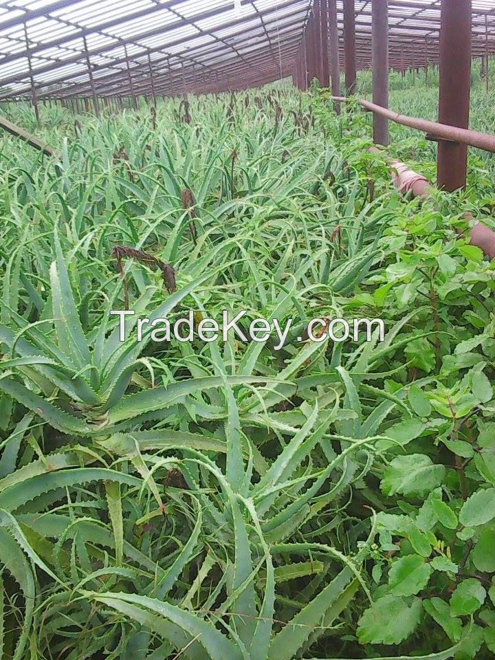 aloe arborescens fresh leaves