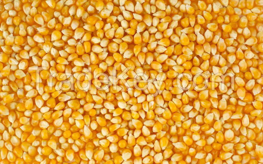 Maize Corn