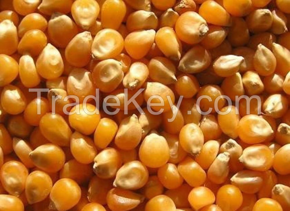 Maize, White Corn, Fodder Corn, Wheat, Soy, Buckwheat