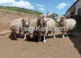 Top quality Live Awassi sheep