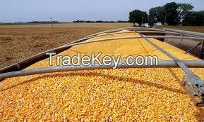 YELLOW CORN(MAIZE)WHITE CORN(MAIZE) FOR HUMAN AND ANIMAL FEEDS