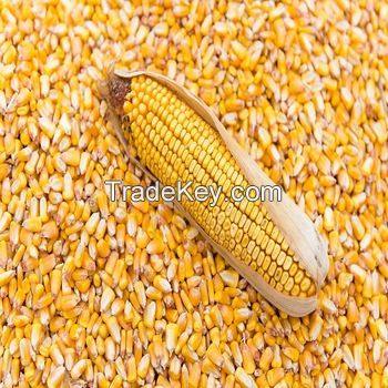 YELLOW CORN(MAIZE)WHITE CORN(MAIZE) FOR HUMAN AND ANIMAL FEEDS