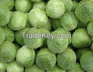 Fresh cabbage supplier