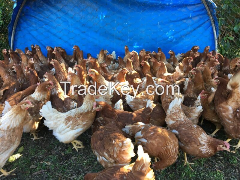 Point of Lay Lohmann Brown Hens