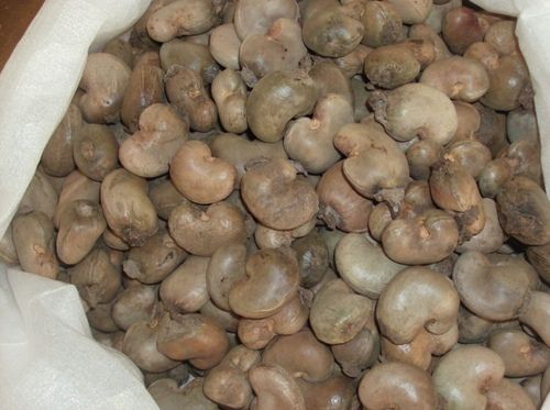 Raw Cashew Nut