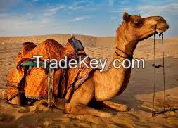 Jaipur Tour and Travels