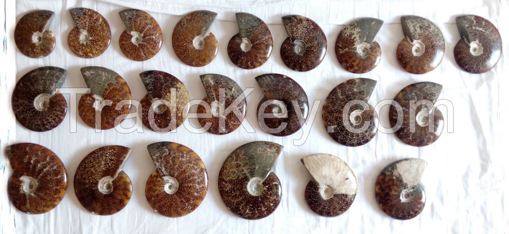 AMMONITES polished with suture patterns