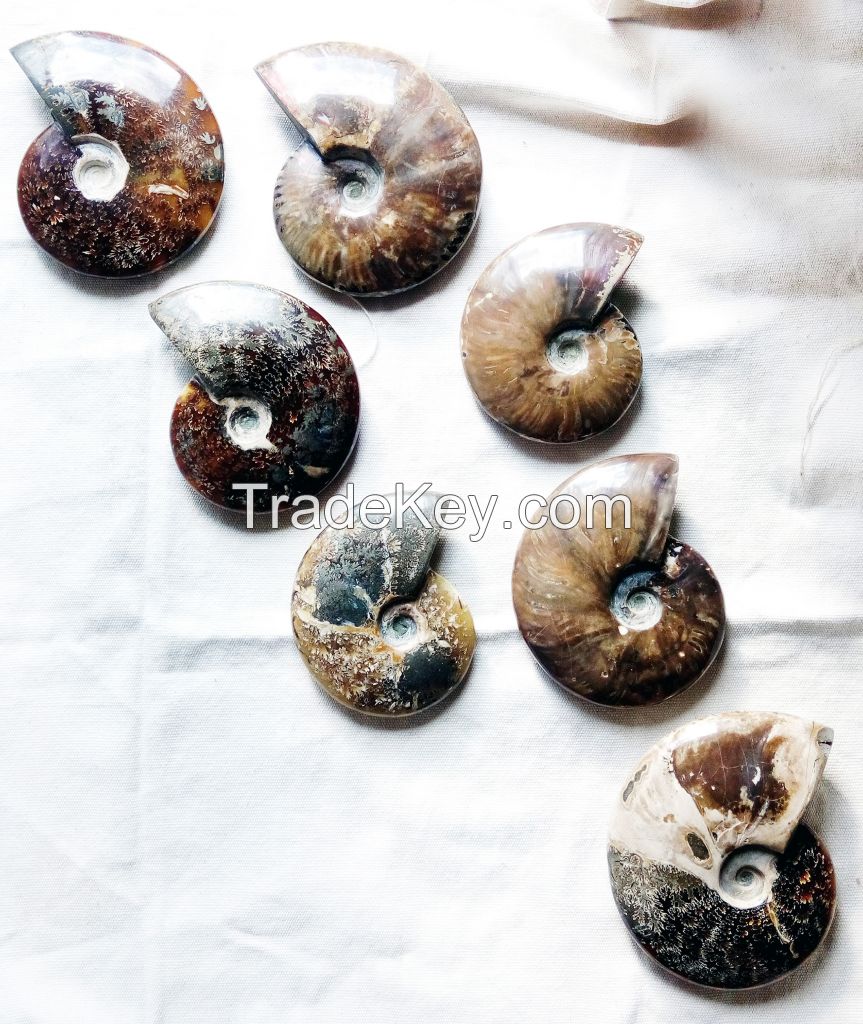 AMMONITES polished with suture patterns