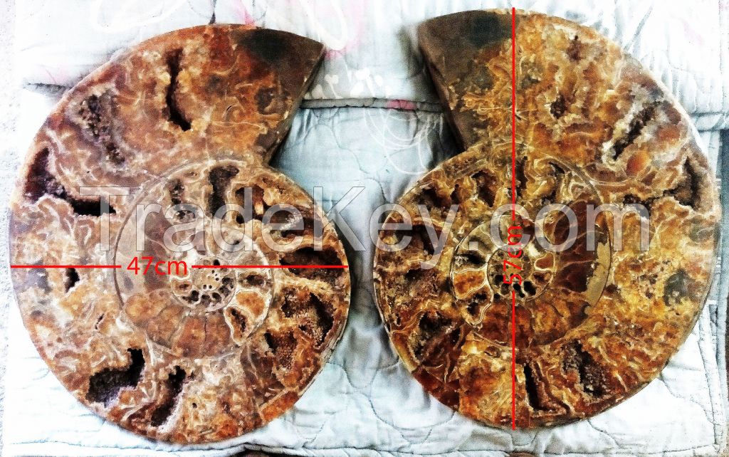 SLICED GEANT AMMONITES