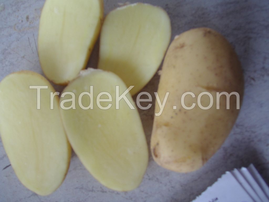 fresh Spunta potatoes