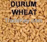 Selling. durum wheat