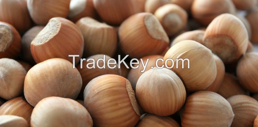 Quality Hazel Nuts for sale