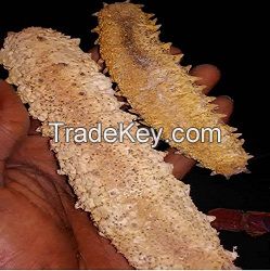 Sea Cucumber-white Teatfish (holothuria Polii)