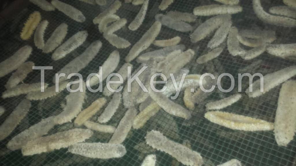 Sea Cucumber-white Teatfish (holothuria Polii)