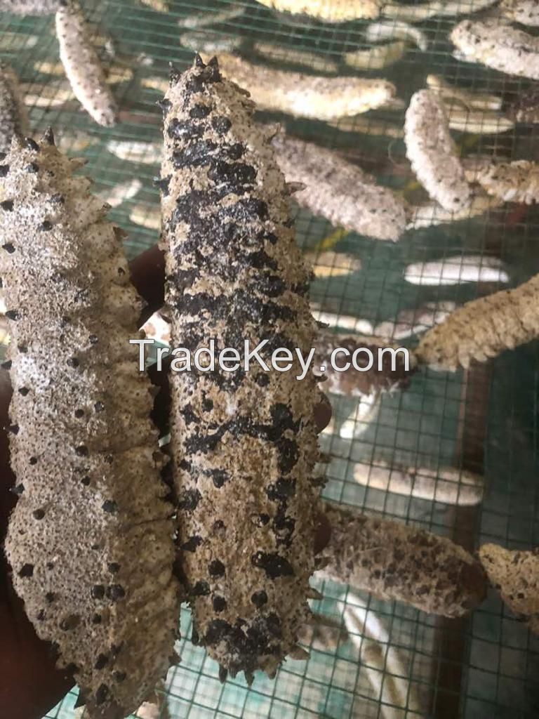 Sea Cucumber-white Teatfish (holothuria Polii)