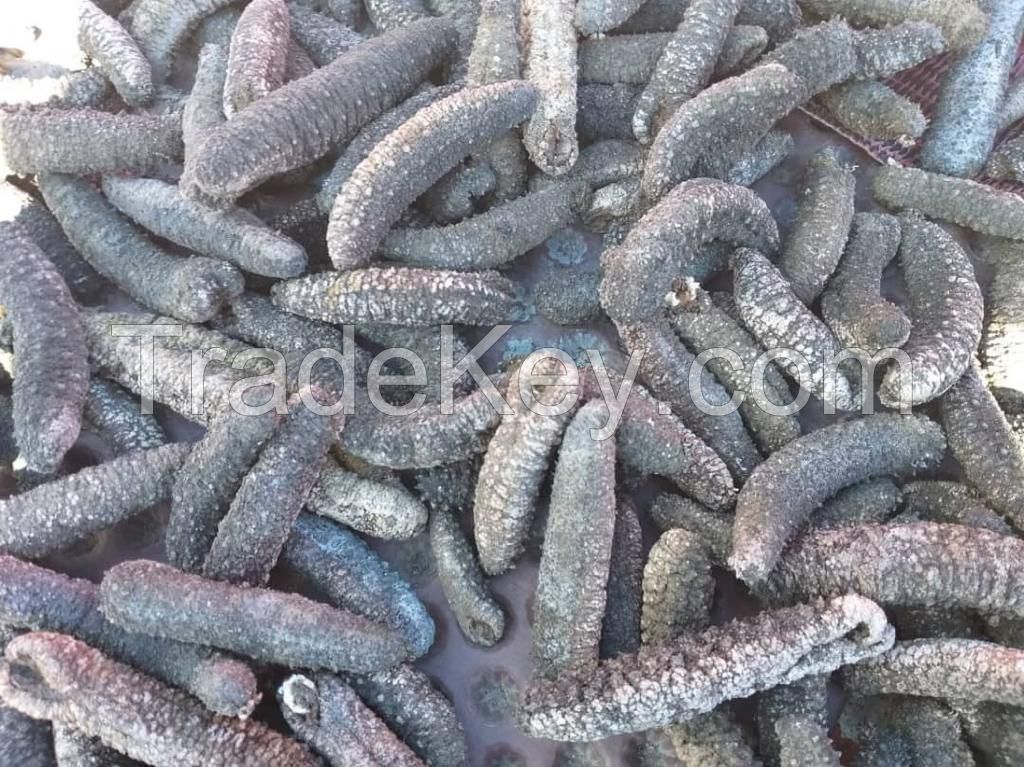 Sea Cucumber-white Teatfish (holothuria Polii)