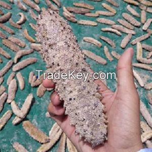 Sea Cucumber-white Teatfish (holothuria Polii)