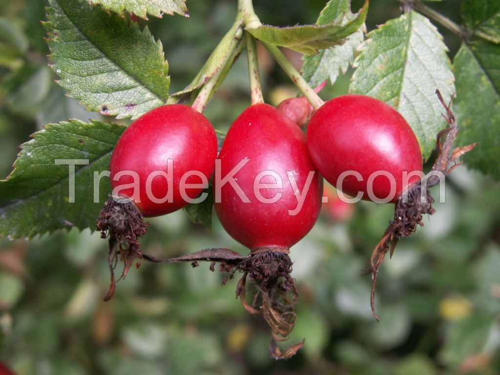 Rose Haws, Rose Heps, Wild Boar Fruit