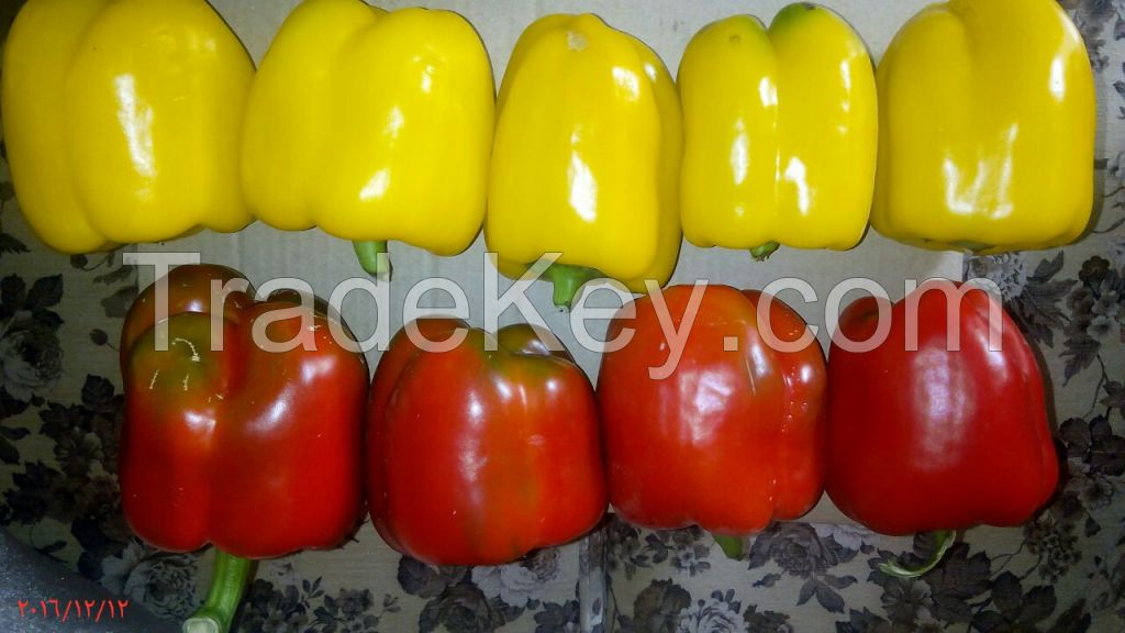 Fresh Capsicum