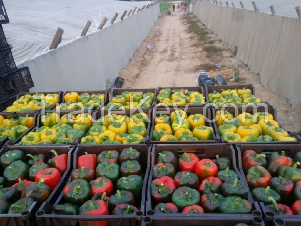 fresh Capsicum