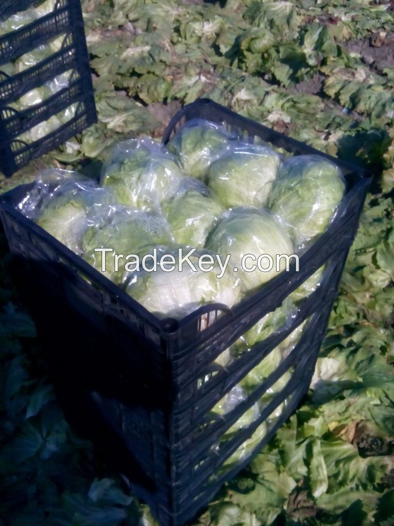 Fresh Cabbages