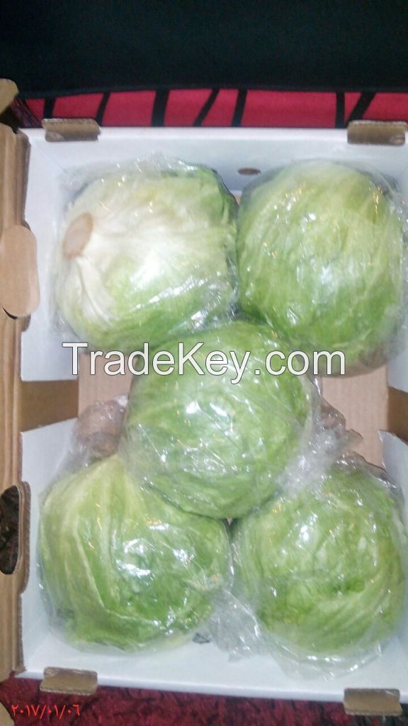 Fresh Cabbages