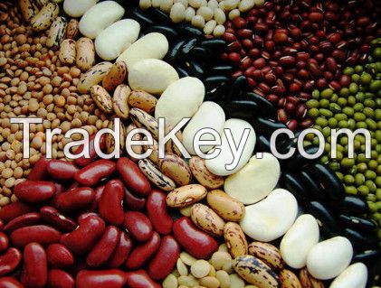 Red Speckled and Light Speckled Kidney Beans / Sugar Beans for sale