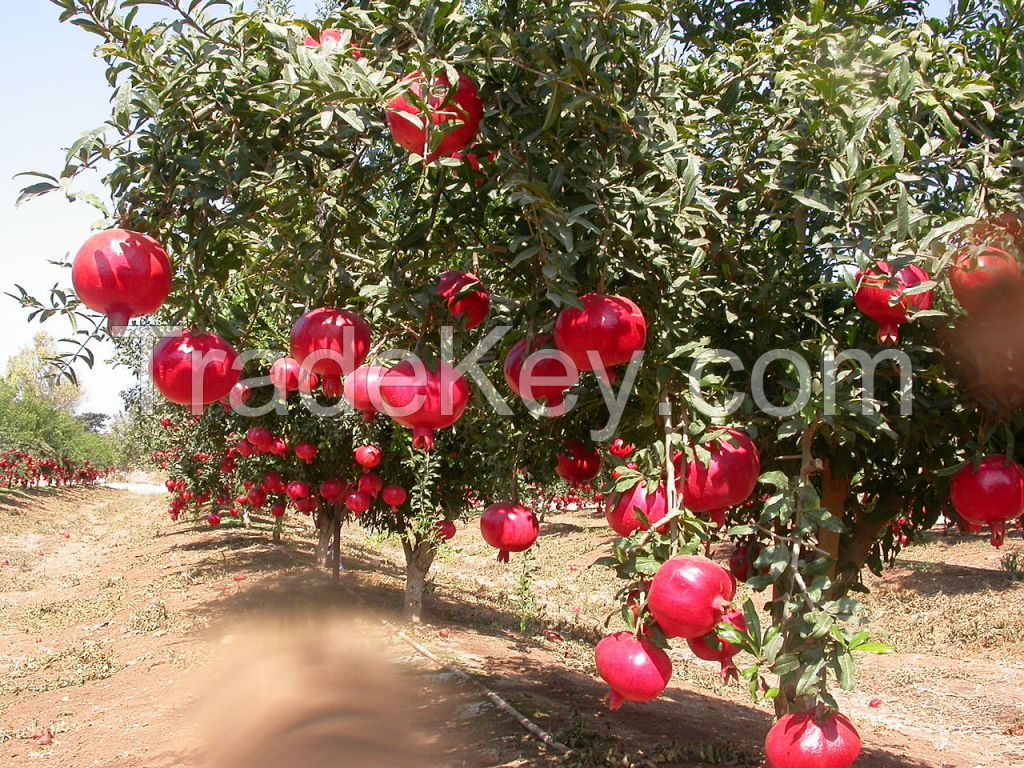 Wonderful pomegranate