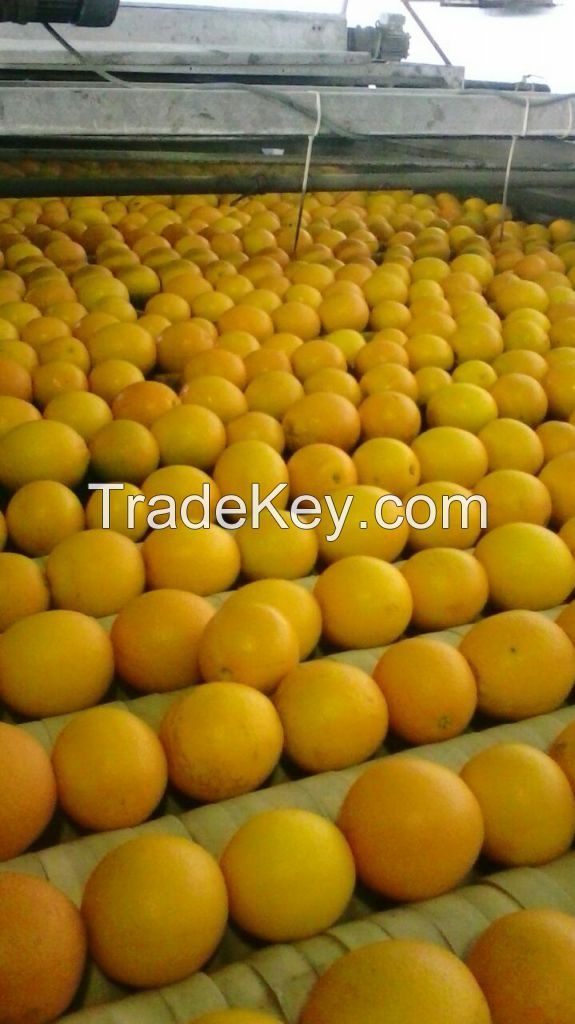 Fresh Egyptian Orange