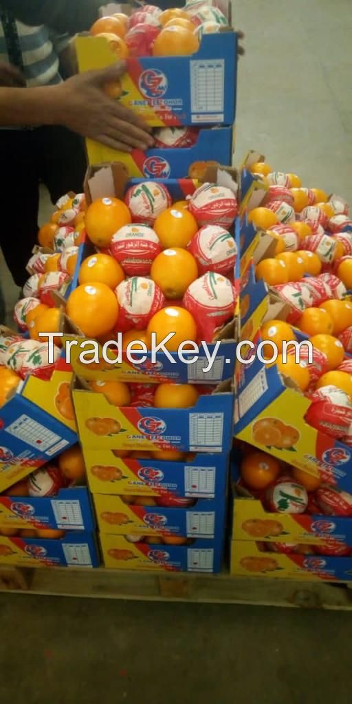 Fresh Citrus Fruits , Navel Orange, Egyptian orange, Oranges