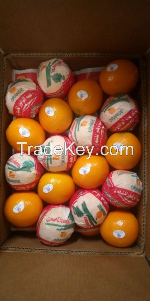Fresh Citrus Fruits , Navel Orange, Egyptian orange, Oranges