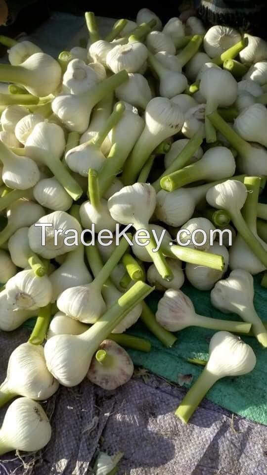 fresh garlic