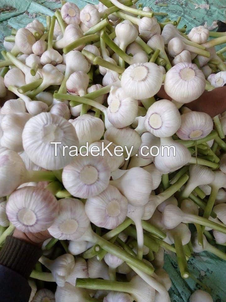 fresh garlic