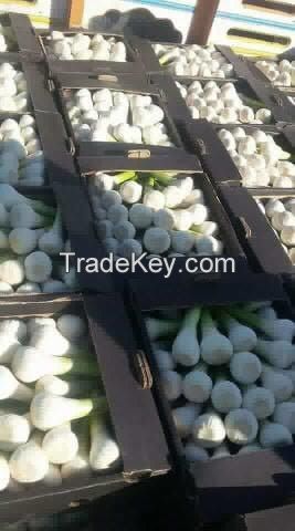 Egyptian Fresh Garlic