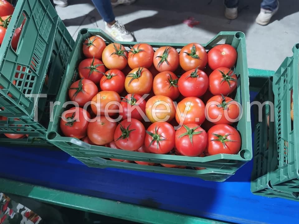 Tomatoes