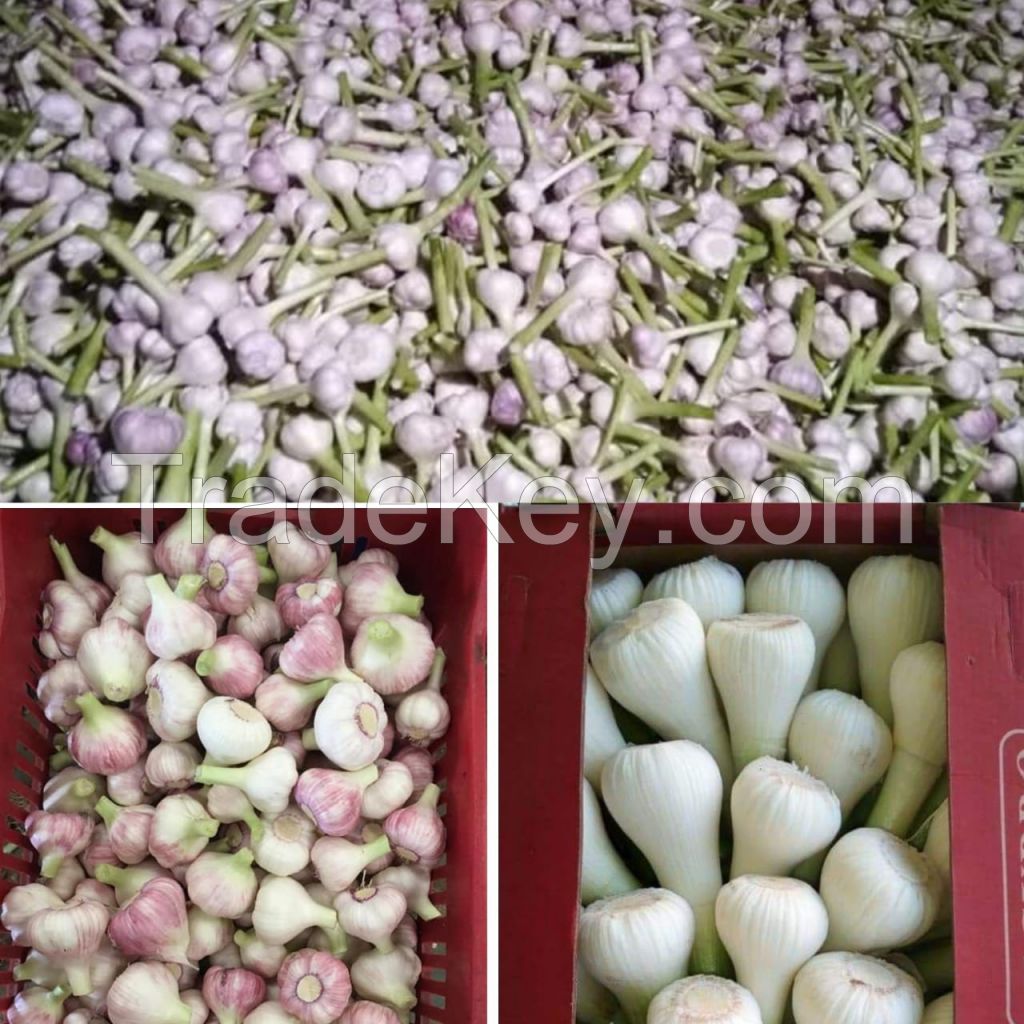 Egyptian Fresh Garlic