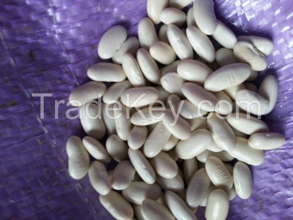 Egyptian white beans