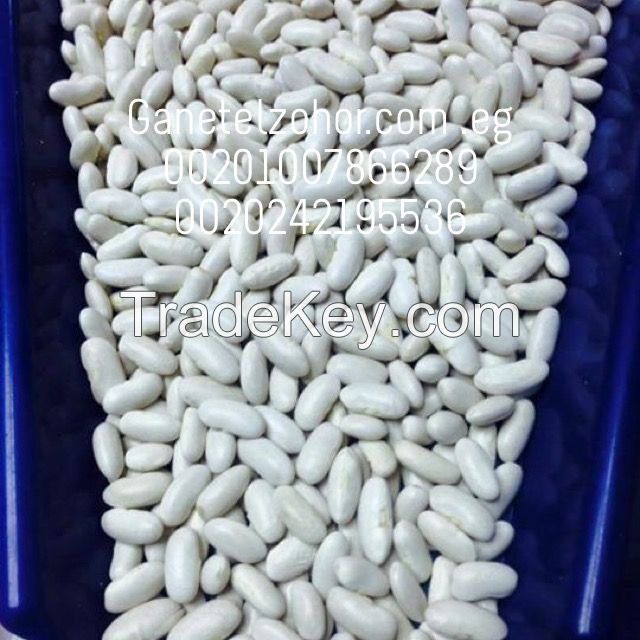 Egyptian white beans