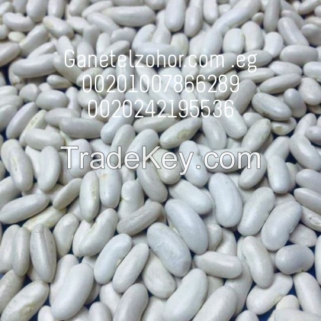 Egyptian white beans