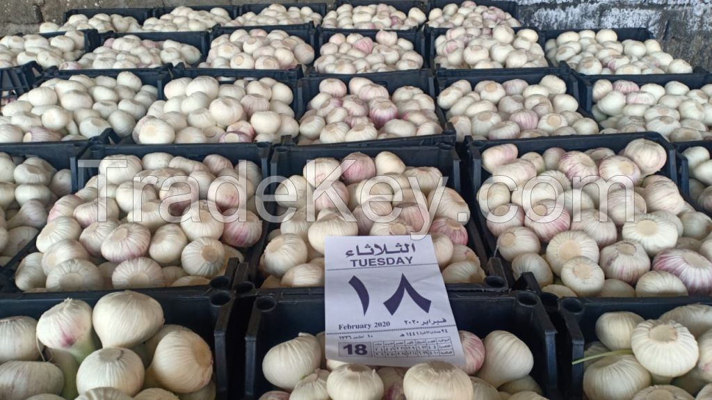 Egyptian Fresh garlic